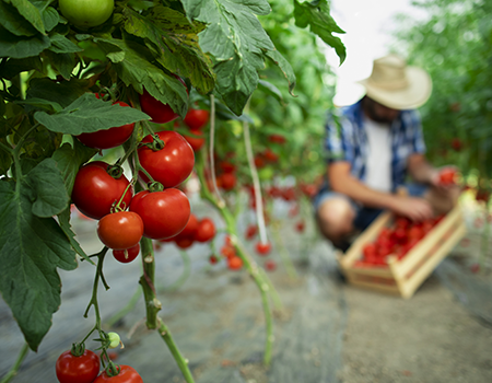 Analyse des solutions nutritives