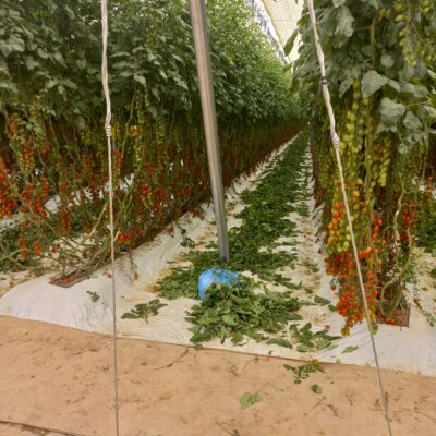 Tomate en plein sol