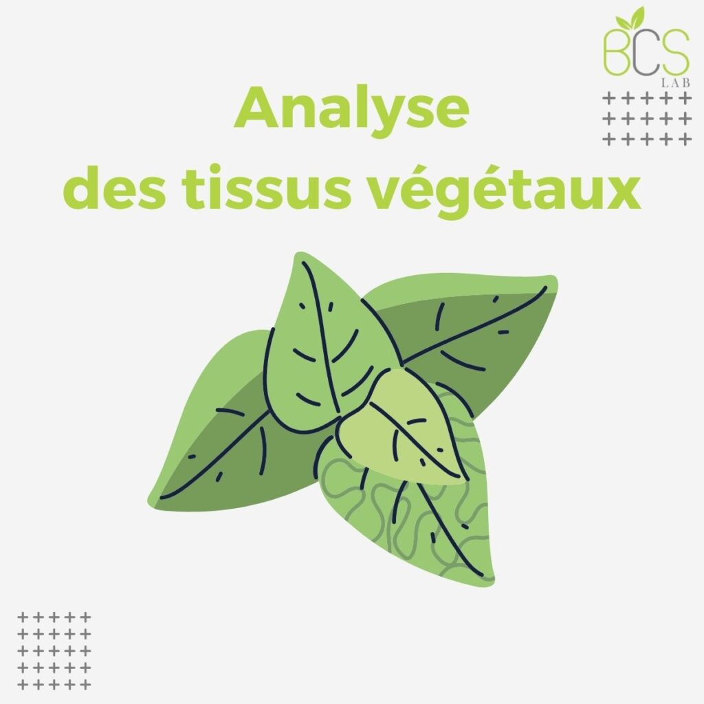 Analyse des tissus végétaux BCS LAB