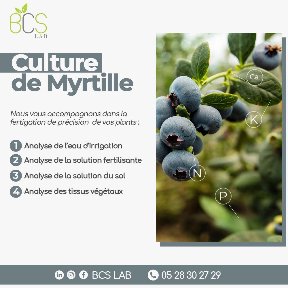 Culture de myrtille BCS LAB