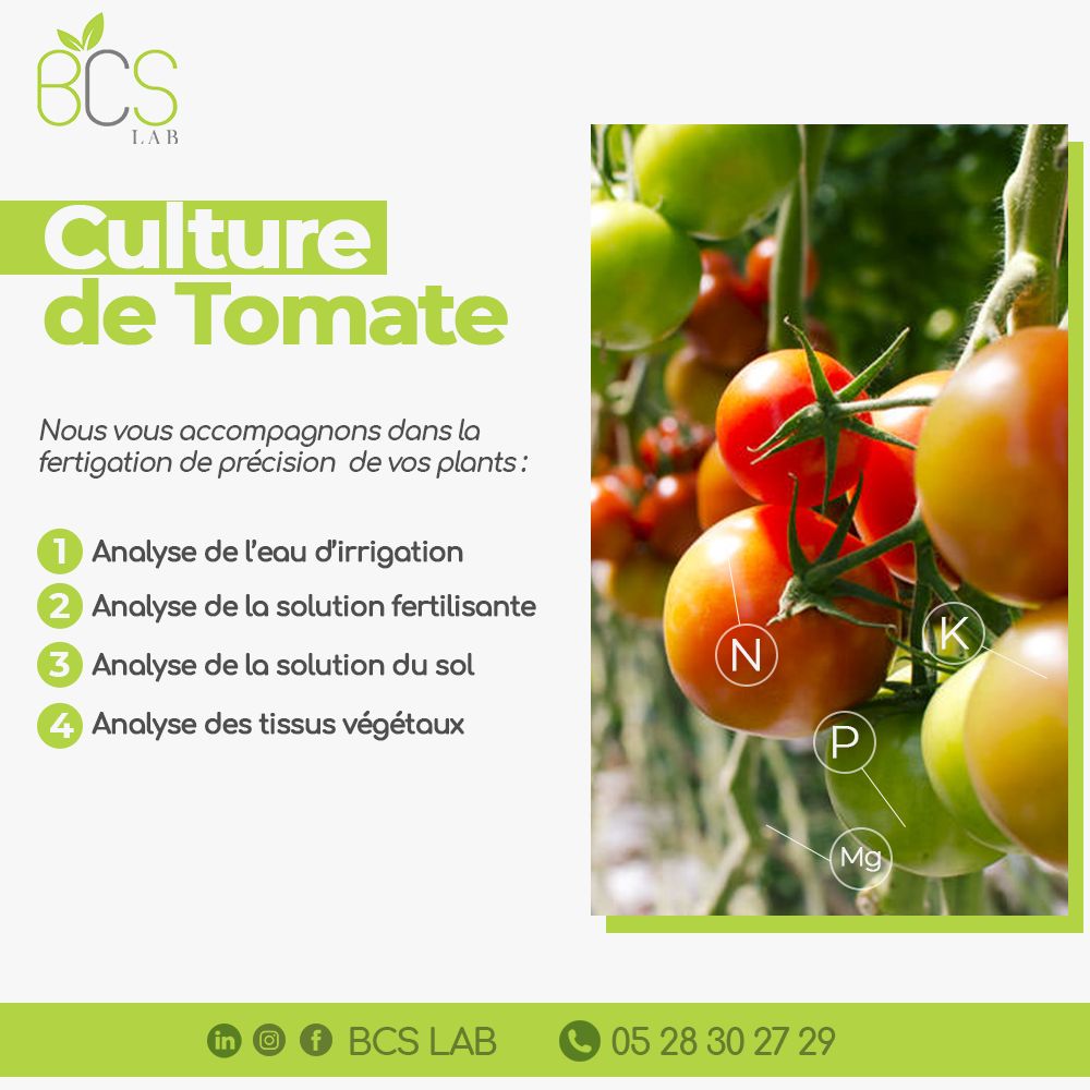 culture de tomate BCS LAB