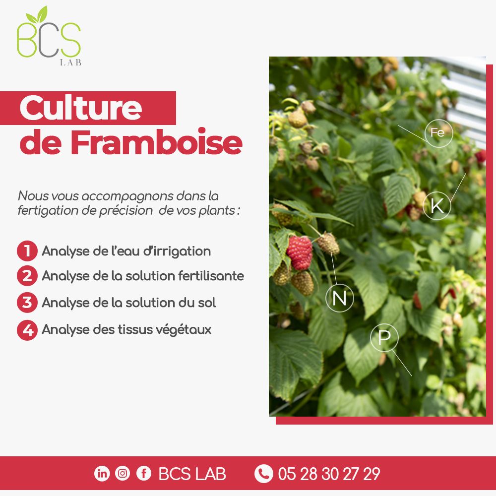 Culture de framboise BCS LAB